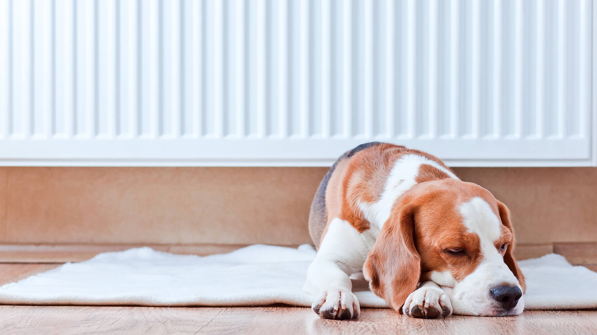 Træt hund foran radiator