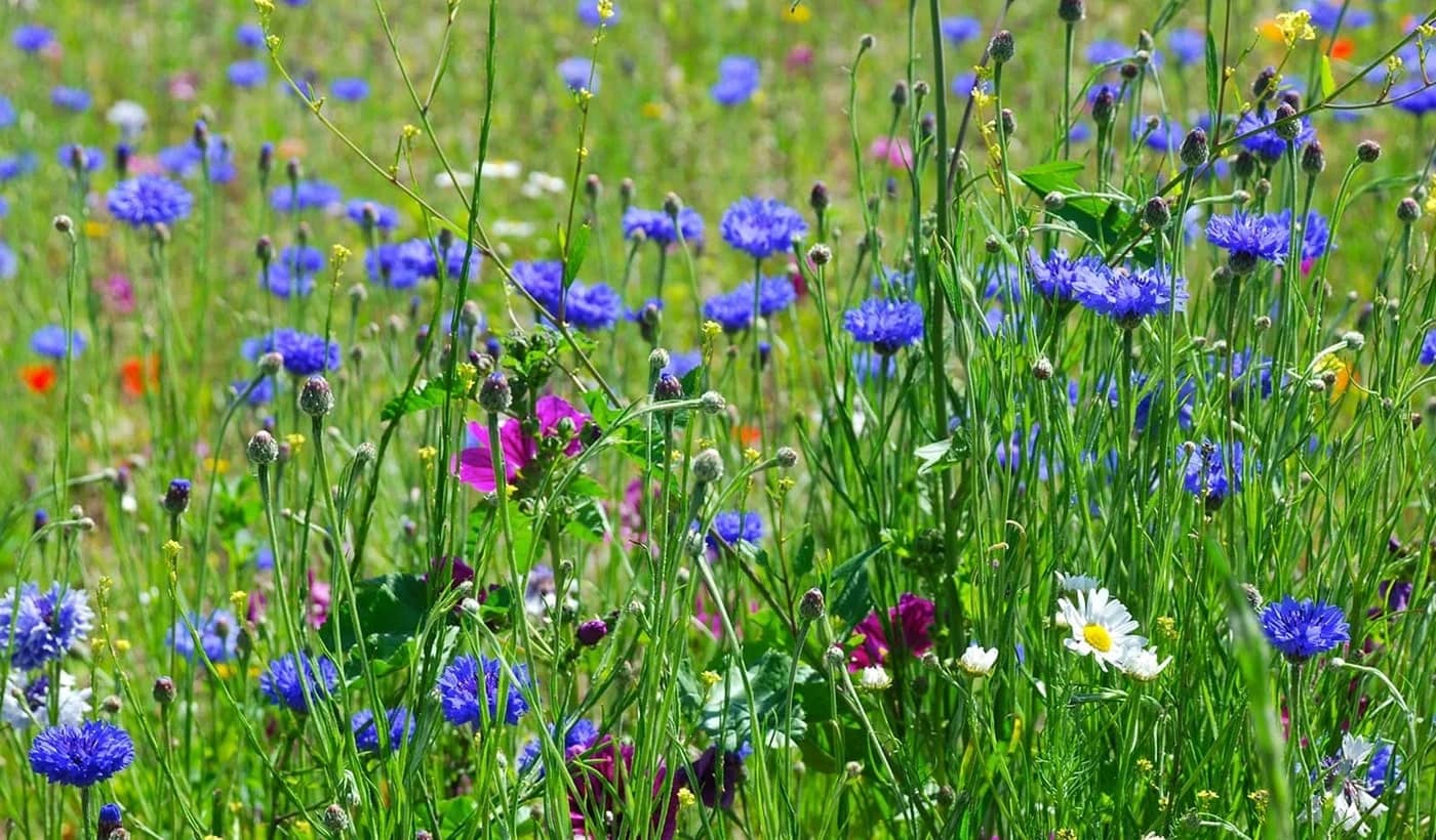 Så vilde blomsterfrø i din have og få en vild have