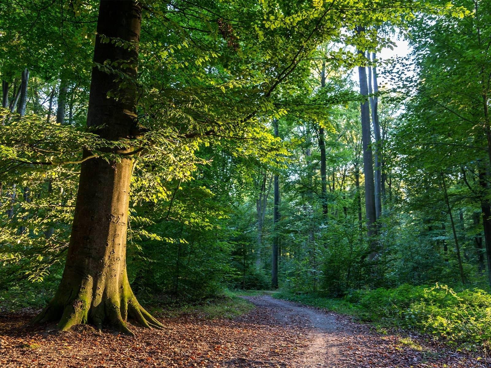 Åbning i en skov