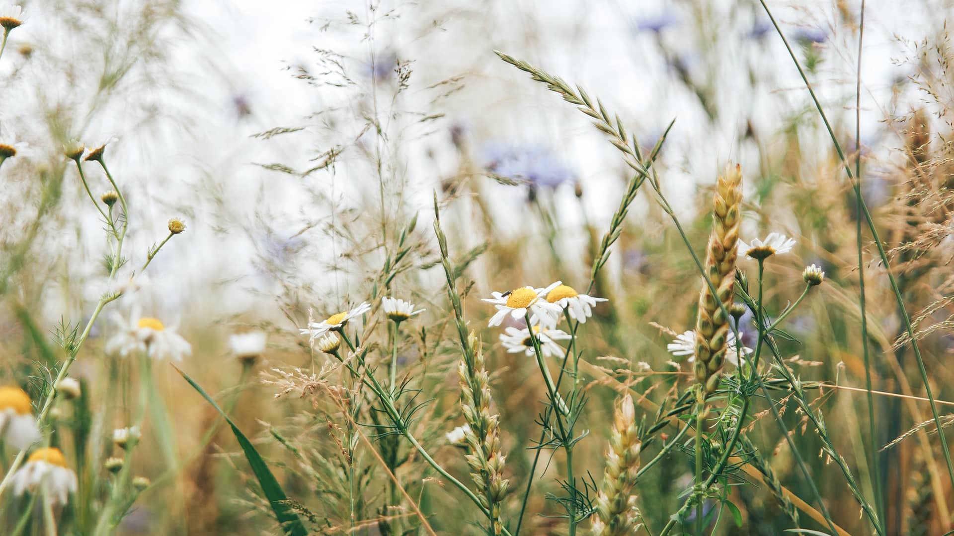 Blomstereng sommer